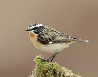 Whinchat Saxicola rubetra