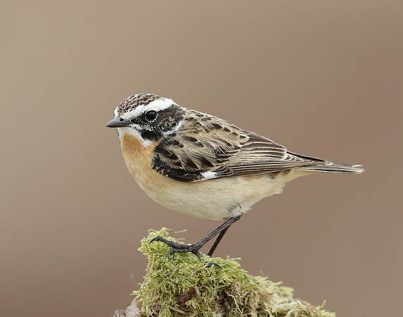 Whinchat Saxicola rubetra