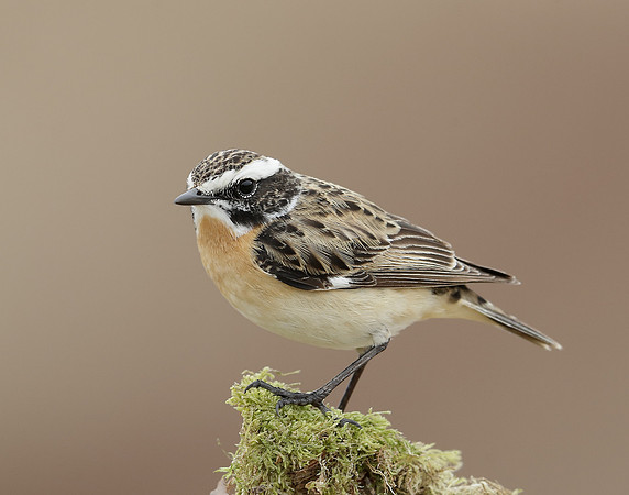 Whinchat Saxicola rubetra