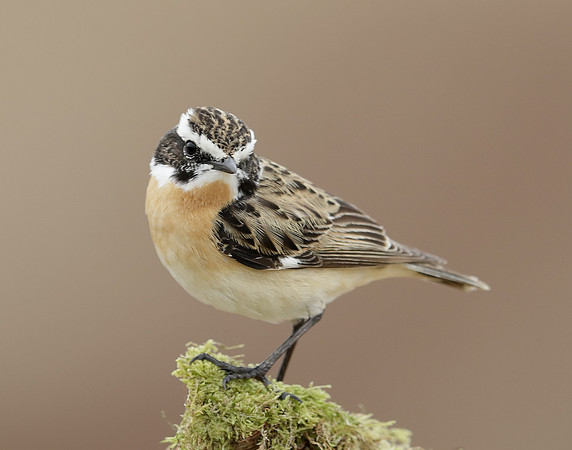 Whinchat Saxicola rubetra