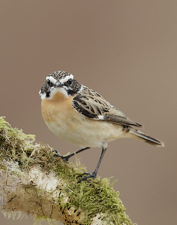 Whinchat Saxicola rubetra