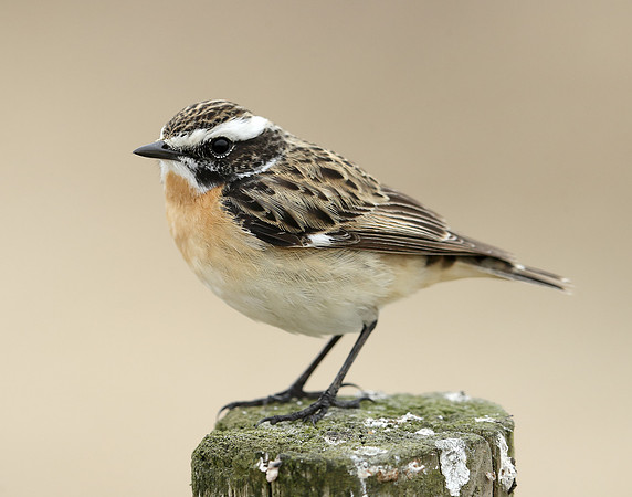 Whinchat Saxicola rubetra