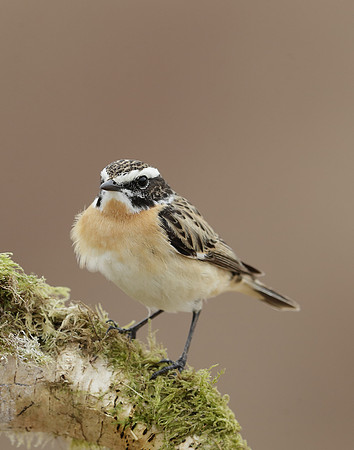 Whinchat Saxicola rubetra
