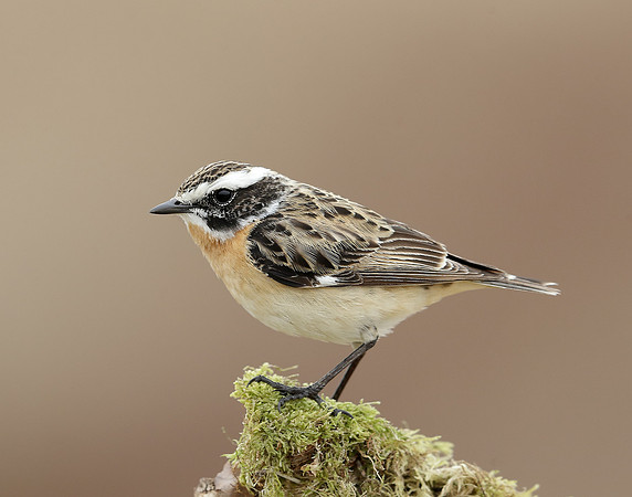 Whinchat Saxicola rubetra