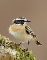 Whinchat Saxicola rubetra