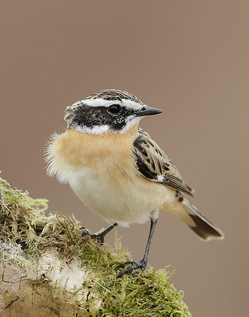 Whinchat Saxicola rubetra