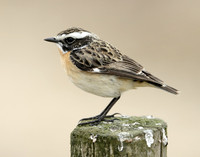Whinchat Saxicola rubetra