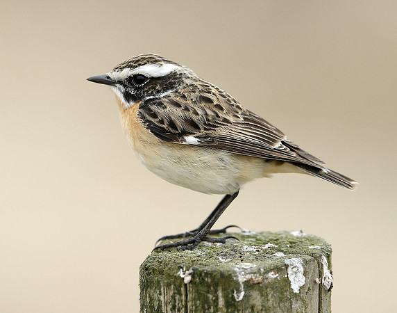 Whinchat Saxicola rubetra