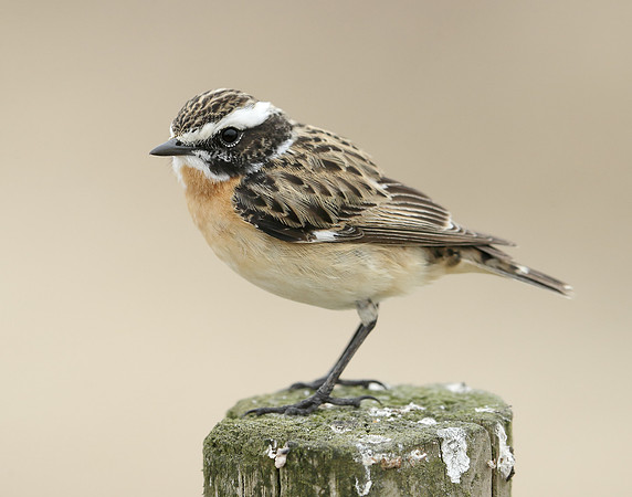 Whinchat Saxicola rubetra