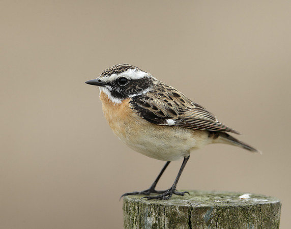 Whinchat Saxicola rubetra