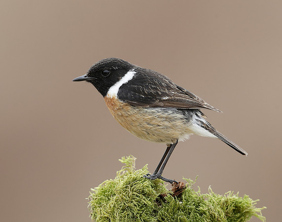 Stonechat Saxicola rubicola