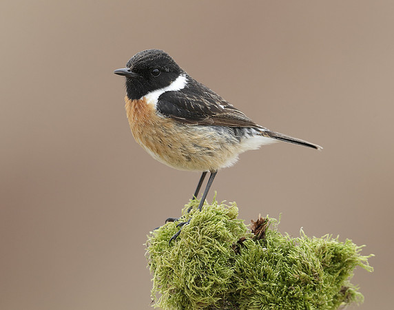 Stonechat Saxicola rubicola