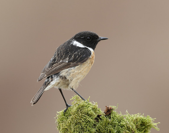 Stonechat Saxicola rubicola
