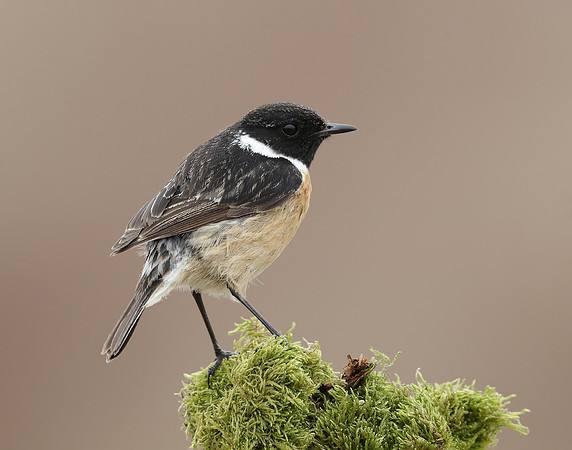 Stonechat Saxicola rubicola