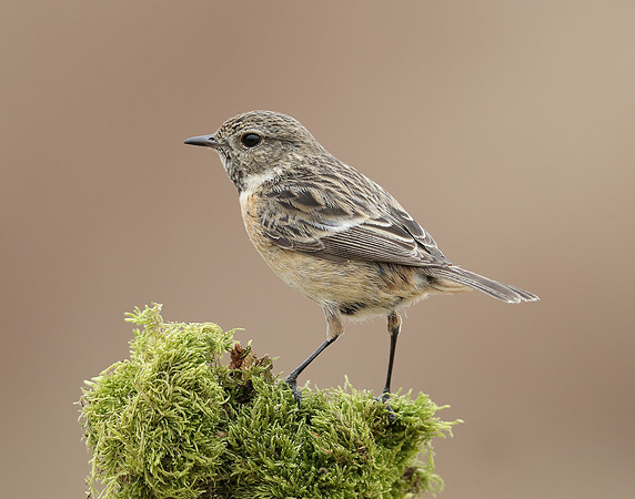Stonechat Saxicola rubicola