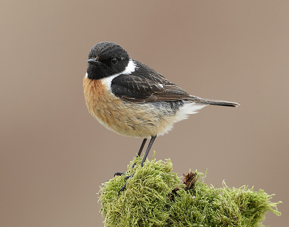 Stonechat Saxicola rubicola
