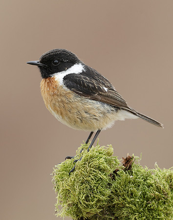 Stonechat Saxicola rubicola