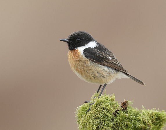 Stonechat Saxicola rubicola