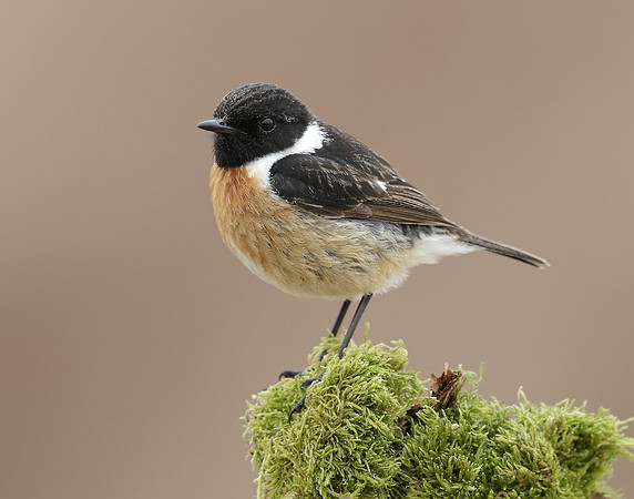 Stonechat Saxicola rubicola