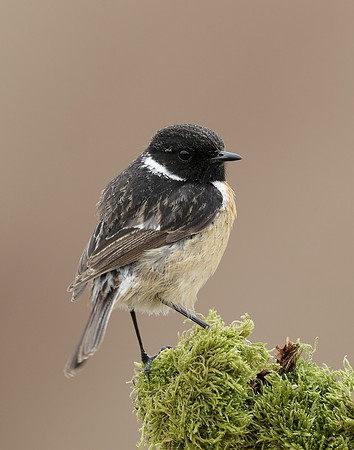 Stonechat Saxicola rubicola