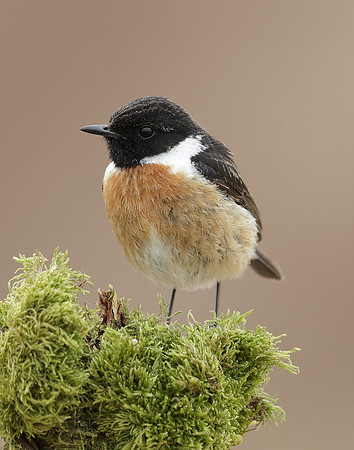 Stonechat Saxicola rubicola