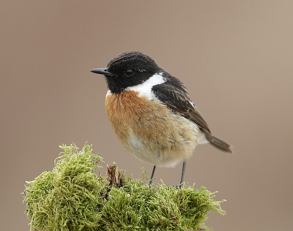 Stonechat Saxicola rubicola