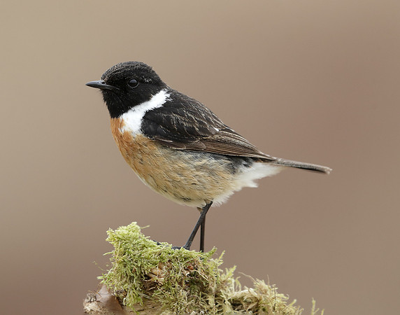 Stonechat Saxicola rubicola