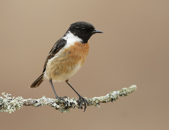 Stonechat Saxicola rubicola