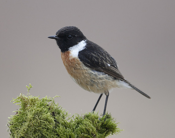 Stonechat Saxicola rubicola