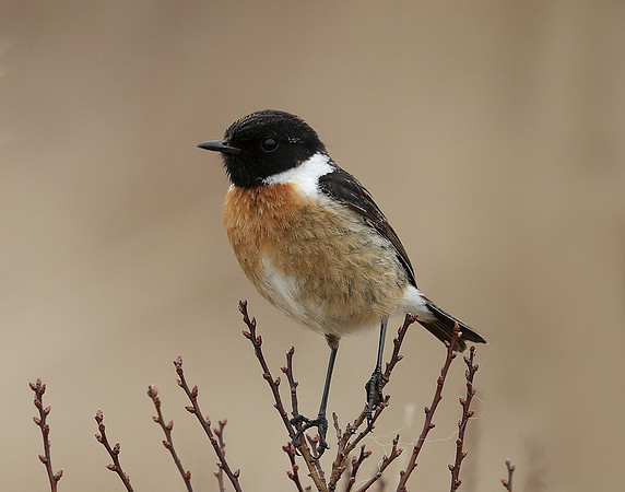 Stonechat Saxicola rubicola