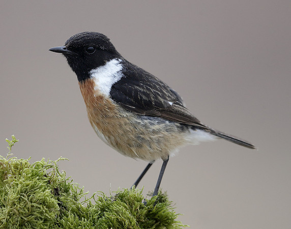 Stonechat Saxicola rubicola