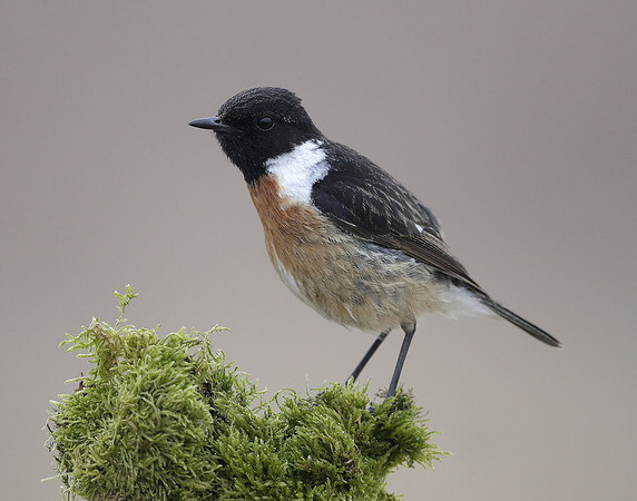Stonechat Saxicola rubicola