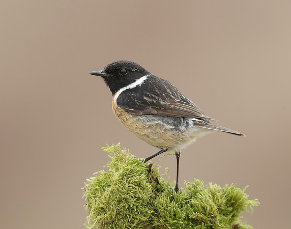 Stonechat Saxicola rubicola