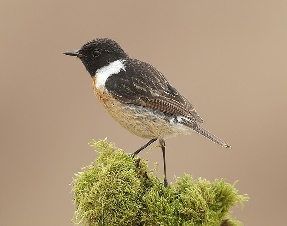 Stonechat Saxicola rubicola