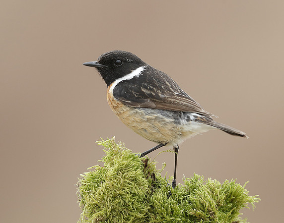 Stonechat Saxicola rubicola