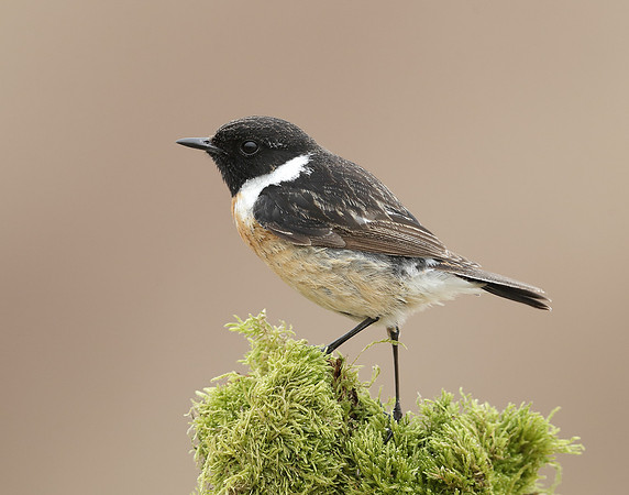 Stonechat Saxicola rubicola