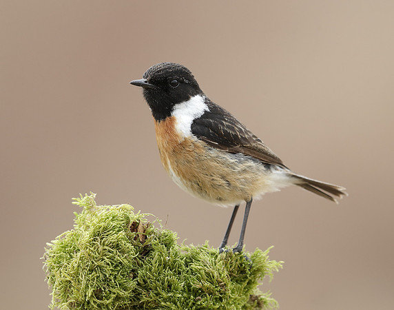 Stonechat Saxicola rubicola