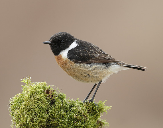 Stonechat Saxicola rubicola