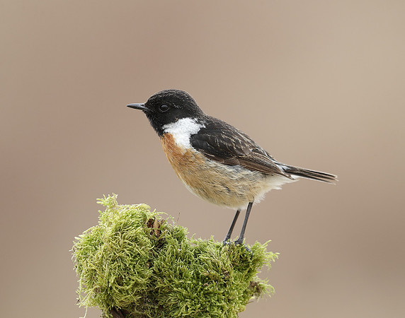 Stonechat Saxicola rubicola