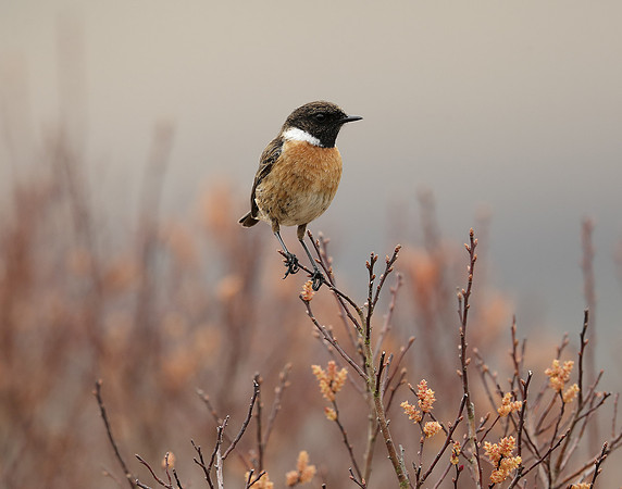 Stonechat Saxicola rubicola