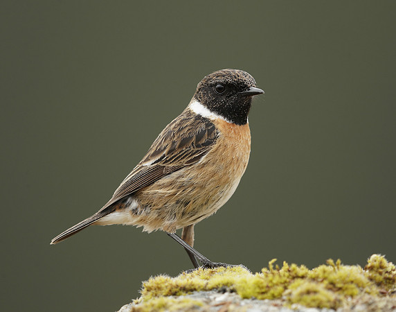 Stonechat Saxicola rubicola