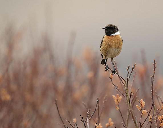 Stonechat Saxicola rubicola