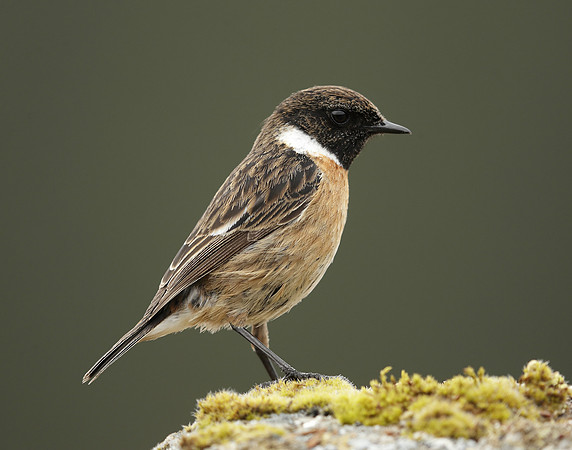 Stonechat Saxicola rubicola