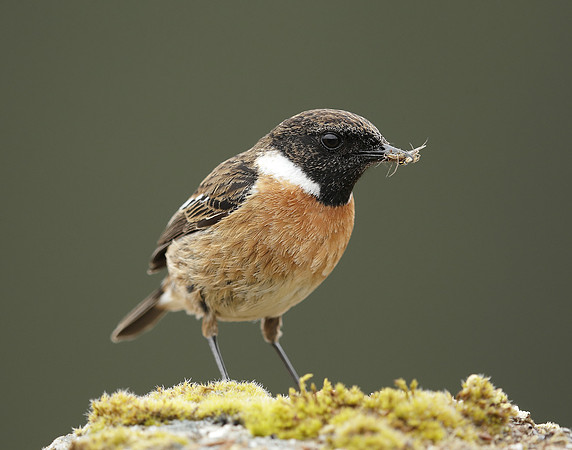 Stonechat Saxicola rubicola