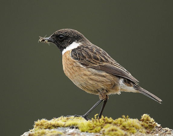 Stonechat Saxicola rubicola