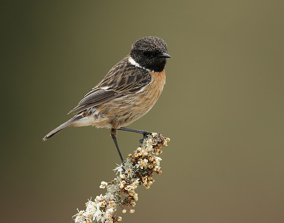 Stonechat Saxicola rubicola