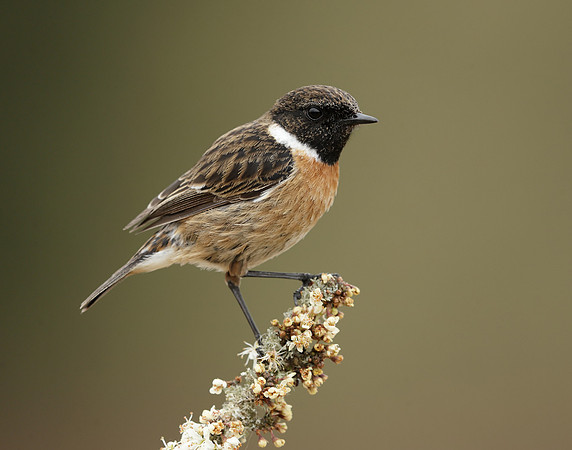 Stonechat Saxicola rubicola