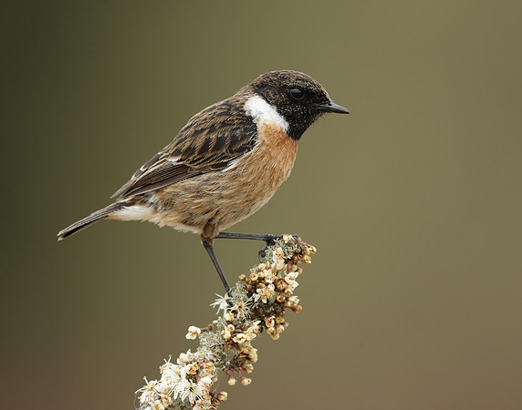 Stonechat Saxicola rubicola