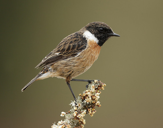 Stonechat Saxicola rubicola