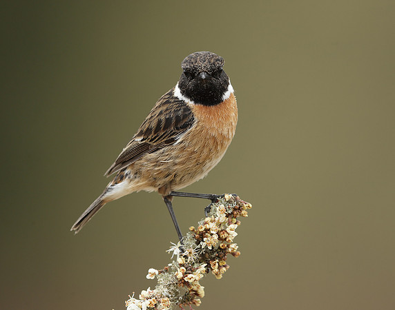 Stonechat Saxicola rubicola